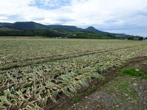 5日目　たまねぎ畑